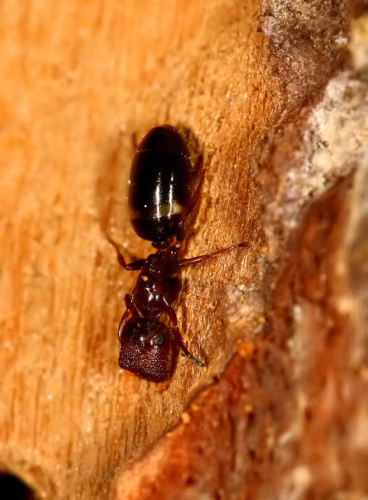 altra strana formica: Camponotus (Colobopsis) truncatus
